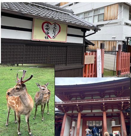 春日大社で祈願！奈良と神奈川の説明会活動報告